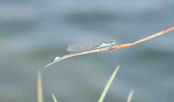 Honza Kořenek lovil na Tovačově