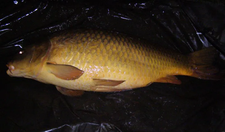 Honzova slušná rybička