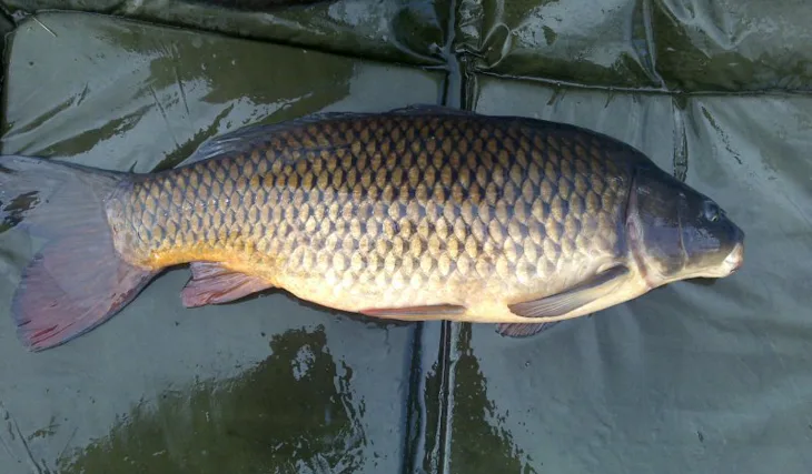 Závody na revíru Chlumec