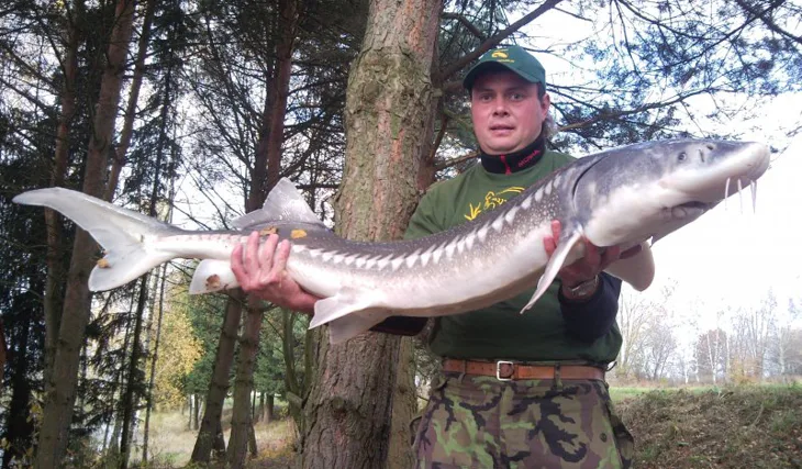 Obří jeseter ze Skaličky