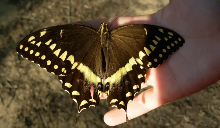 Mysticke tajemstvi rekyApalachicoly...