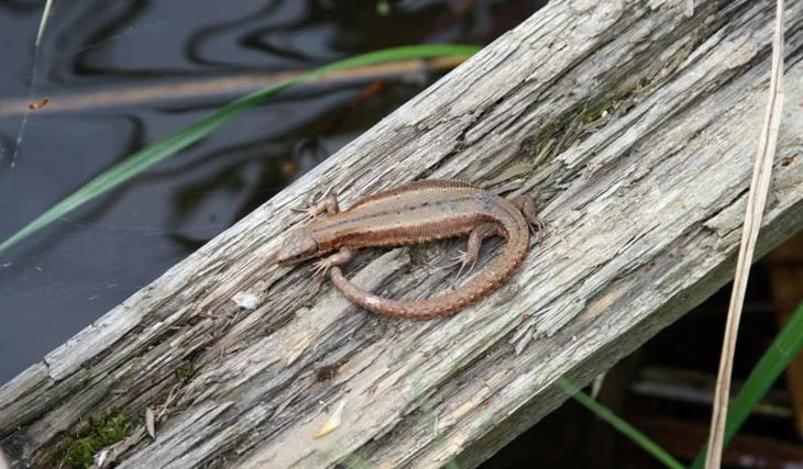 Honza Kořenek v Rakousku...