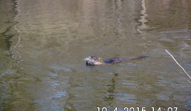 Dana a její první výprava