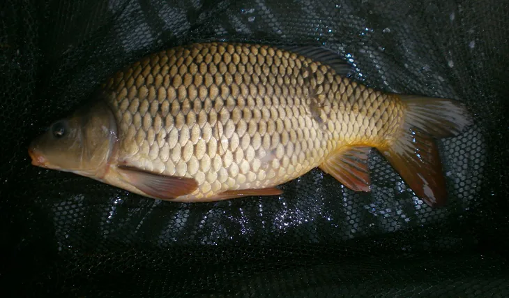 Před Štedrým dnem