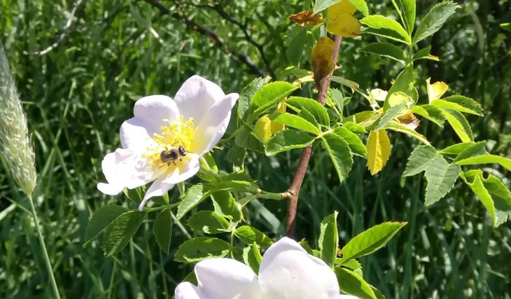 Kingcarp s CRITICALS GIGANTICA