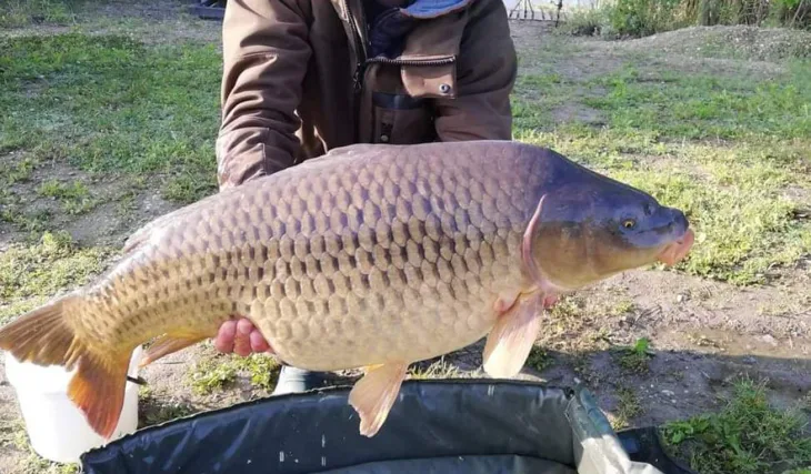 Devill boduje celoročně