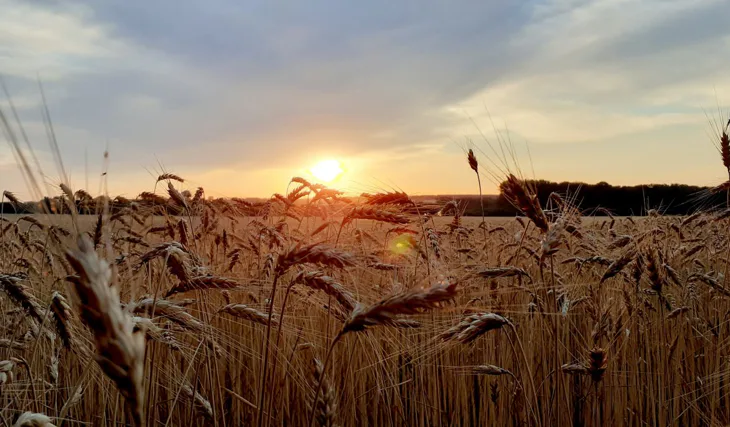 Kill Krill opět boduje