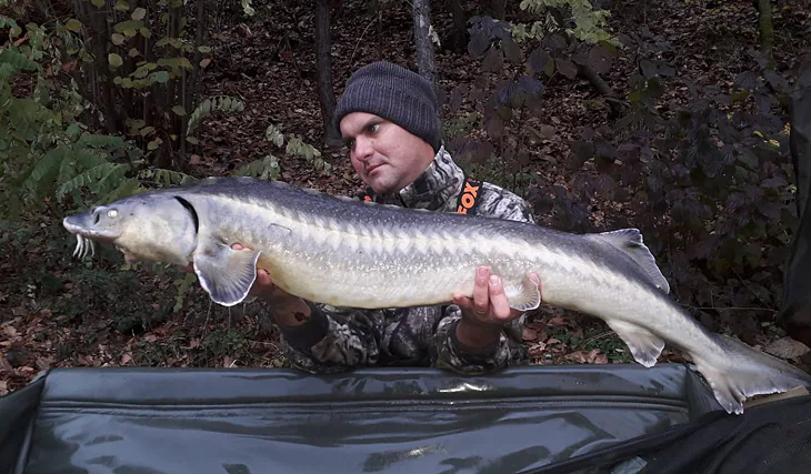 Krill šmakuje i jeseterům