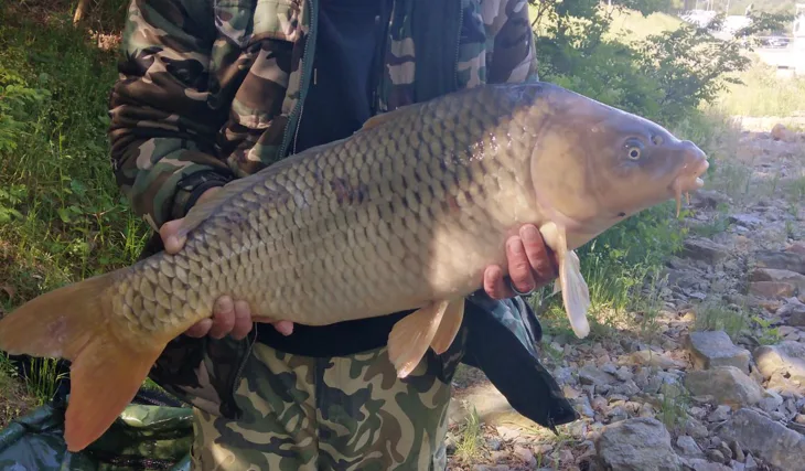 Nesmrtelný Kill Krill