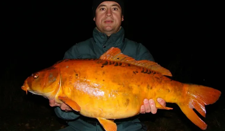 Zlatá rybka a tři přání