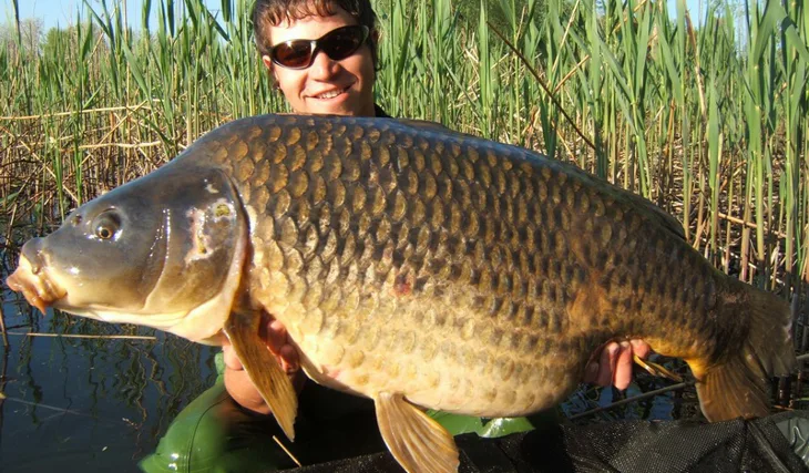 Scopex, Food Signal a další skvělý výsledek...