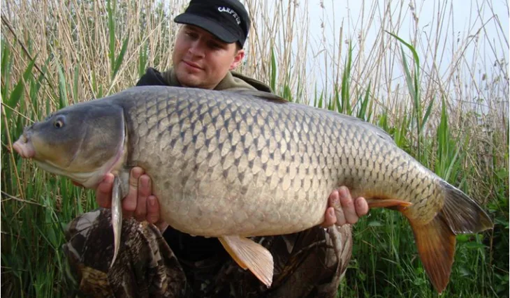 Davidova mušovská lekce