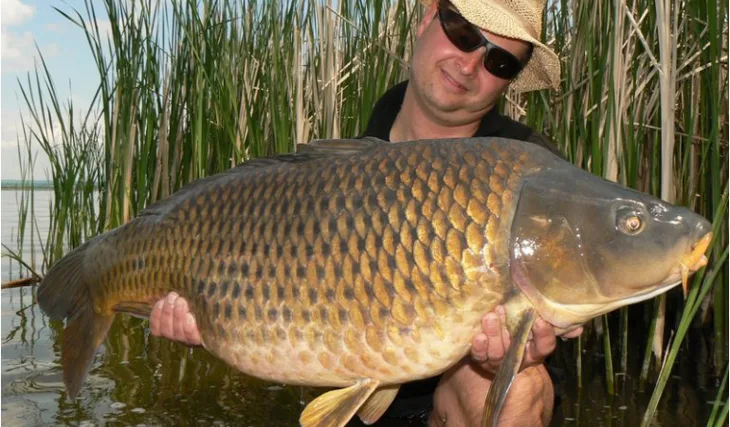 Shimanskyho Mušovská odysea pokračuje