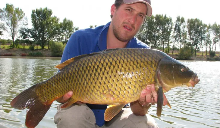 Ve svitu Ecto-plasmy