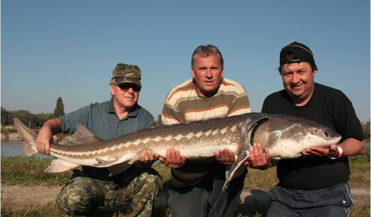 Jeseteří slavnosti