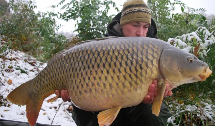 První kapři na sněhu!