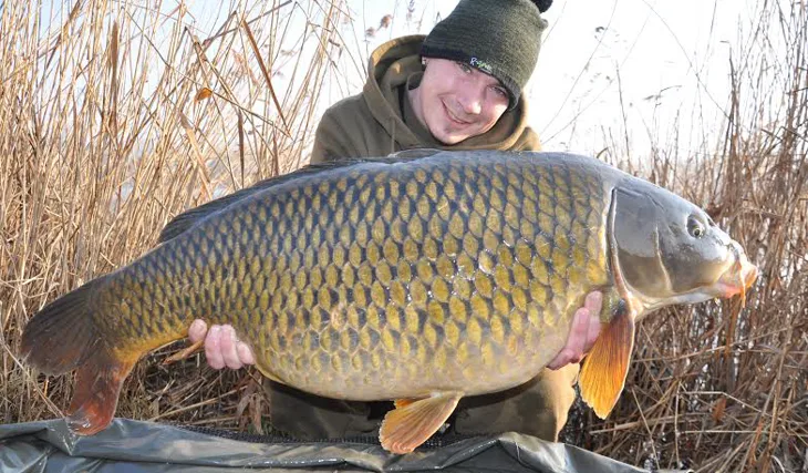 Carpkillerův výstavní šupináč