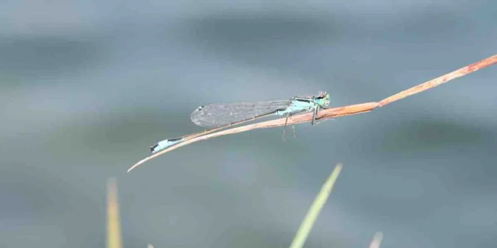 Honza Kořenek lovil na Tovačově