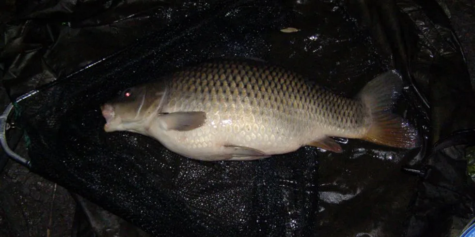 Úspěch z Ostravska