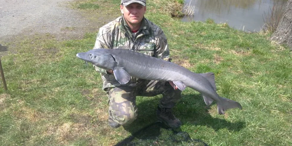 I jeseterům chutná 3XL