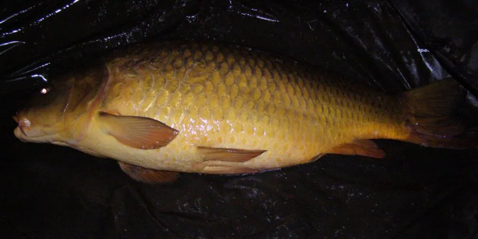 Honzova slušná rybička