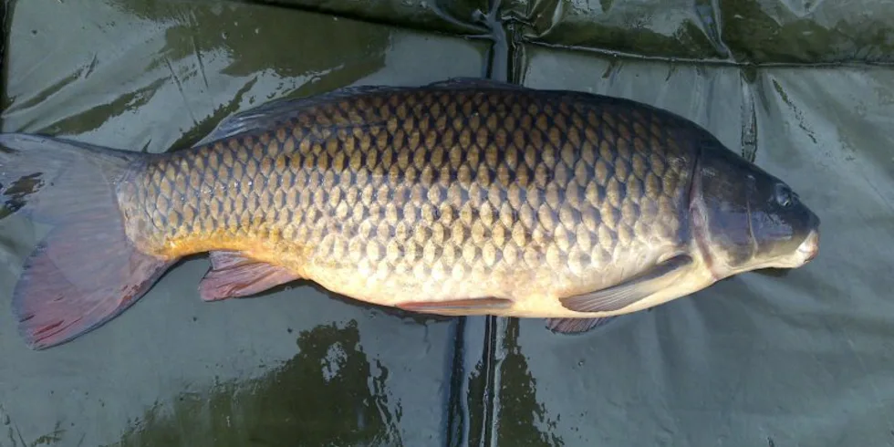 Závody na revíru Chlumec