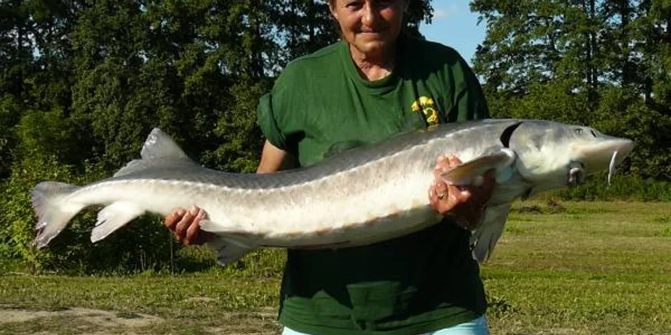 Ivany úspěch v Kelčanech