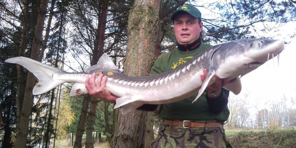 Obří jeseter ze Skaličky