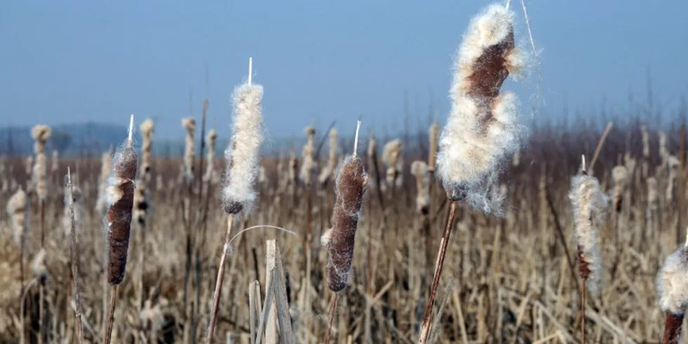 Honzovo zahájení...