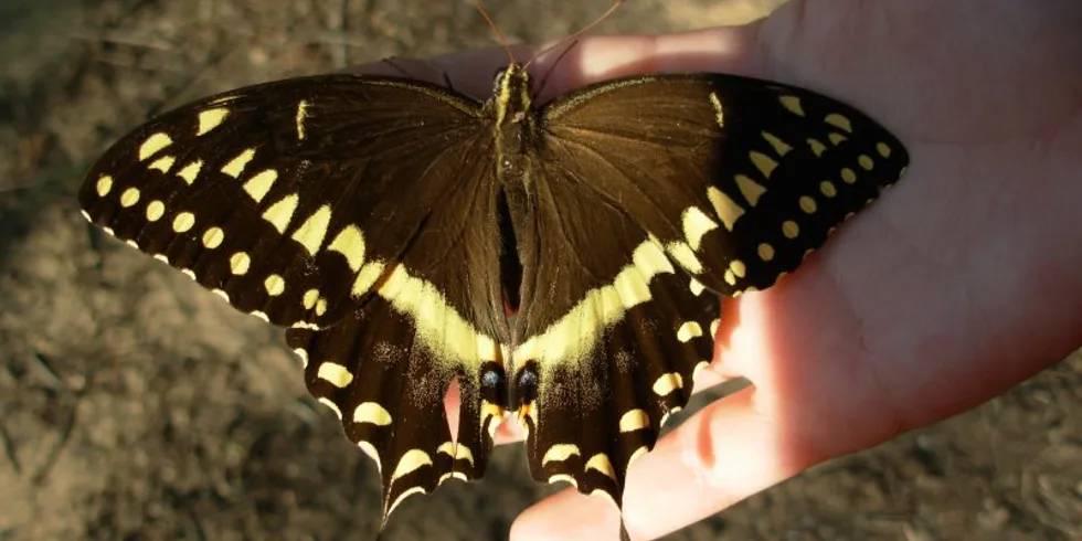 Mysticke tajemstvi rekyApalachicoly...