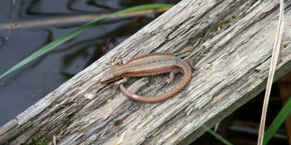 Honza Kořenek v Rakousku...