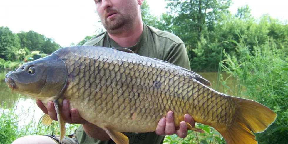 Perfektní koi pro Romana