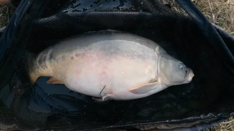 Březnová dvacítka