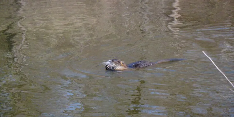 Dana a její první výprava