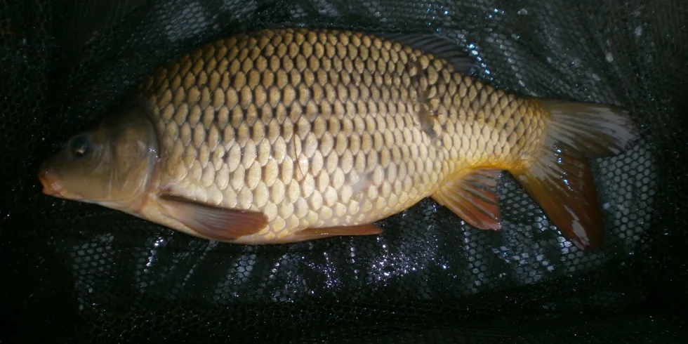 Před Štedrým dnem