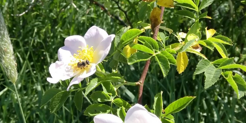 Kingcarp s CRITICALS GIGANTICA