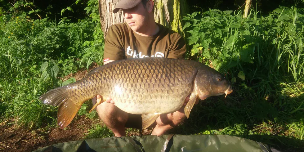 Criticals Gigantica