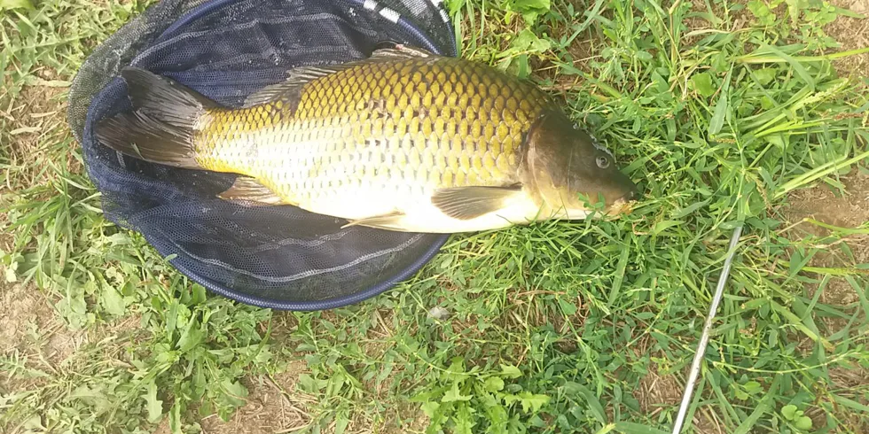 Boilies 3XL