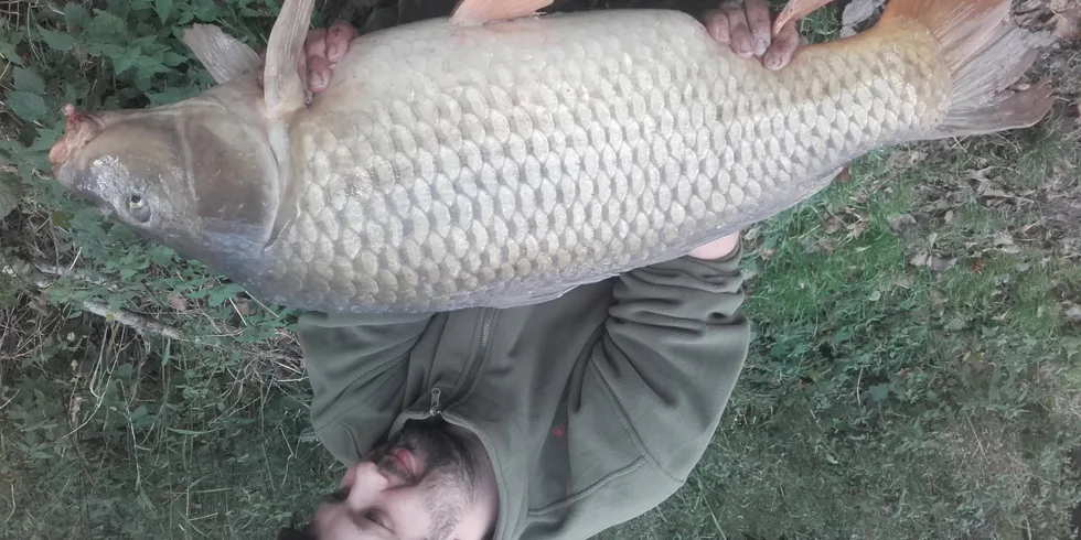 První lepší podzimní vlaštovka