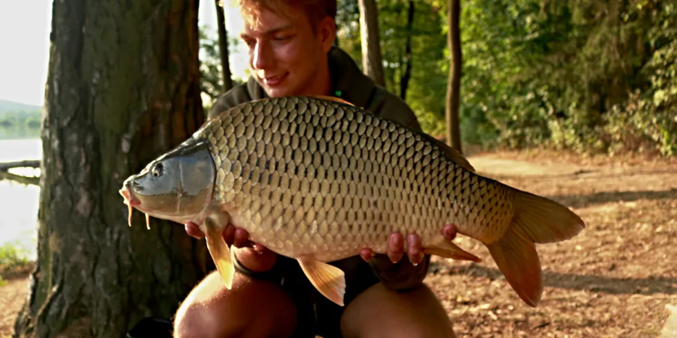 Krátká vycházka z léta