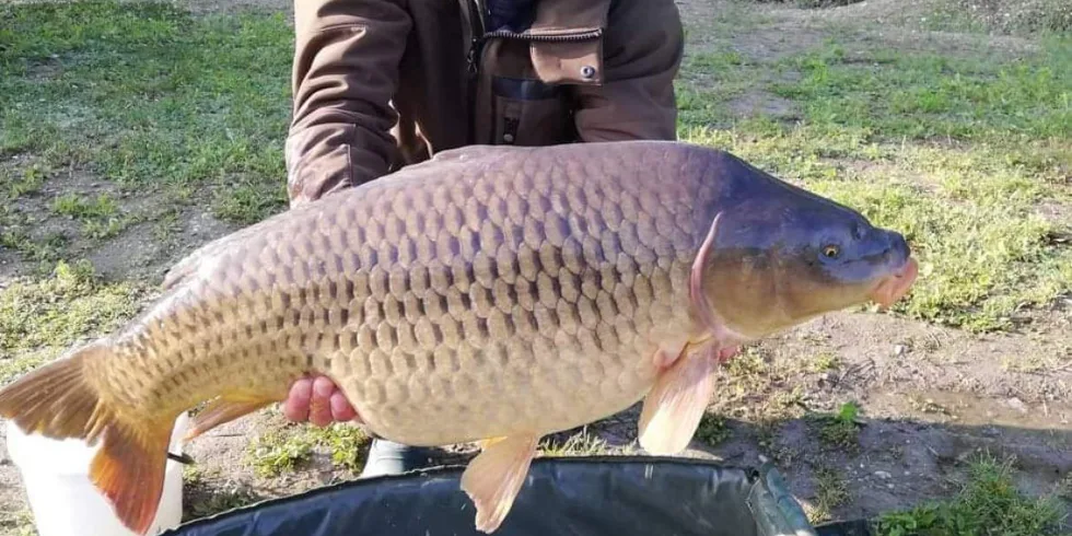 Devill boduje celoročně