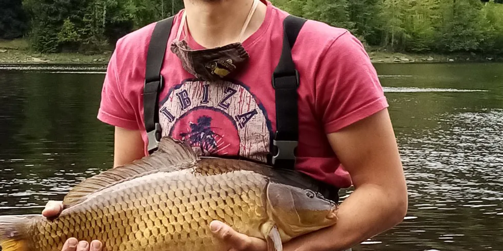 Davidův životní kapr