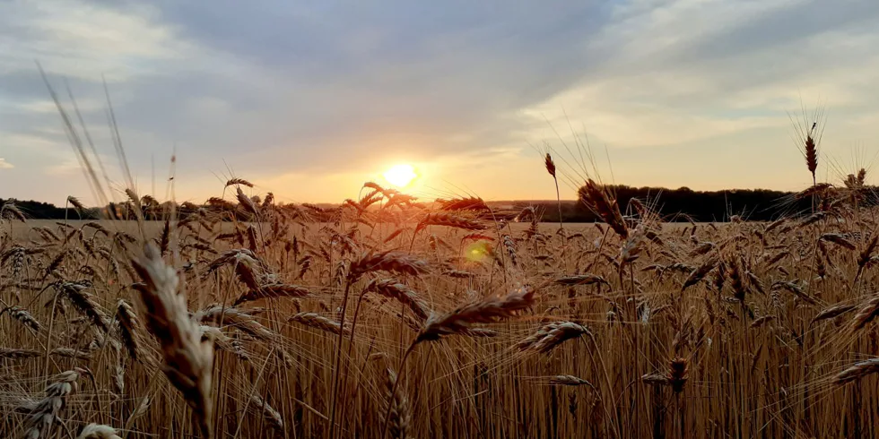 Kill Krill opět boduje