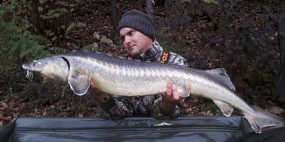 Krill šmakuje i jeseterům