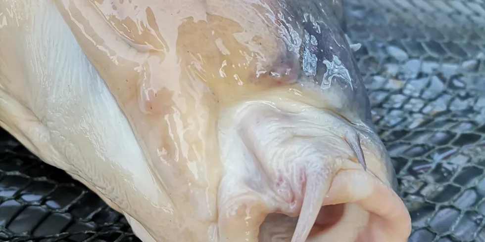 Menší obecní rybník