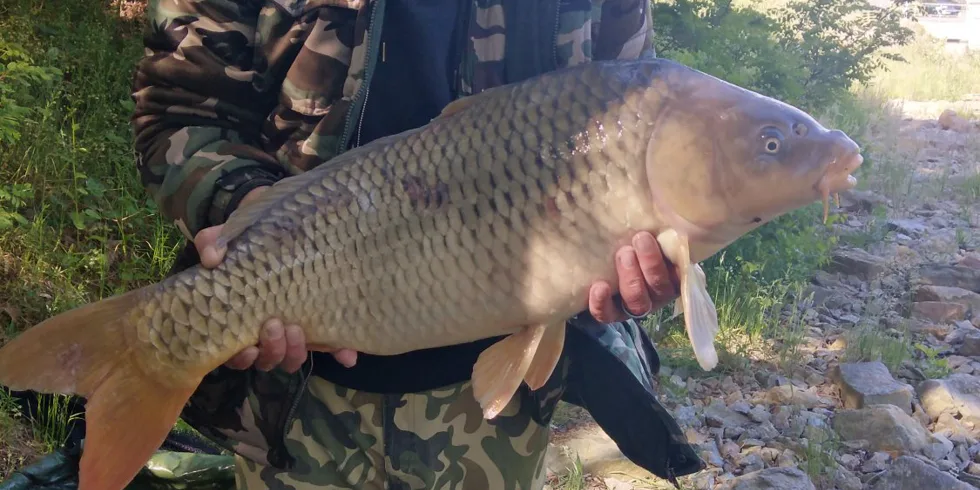 Nesmrtelný Kill Krill