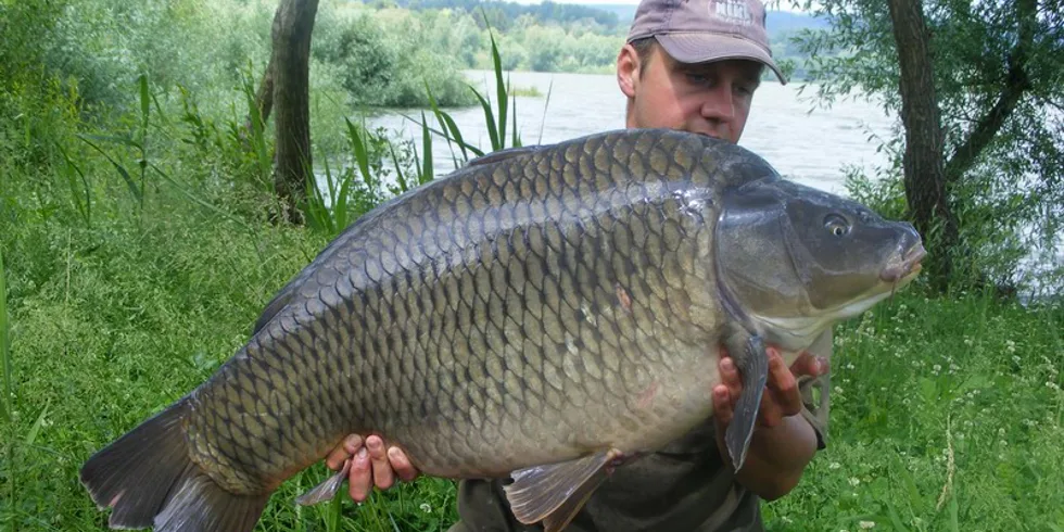 Další Maďarský obr