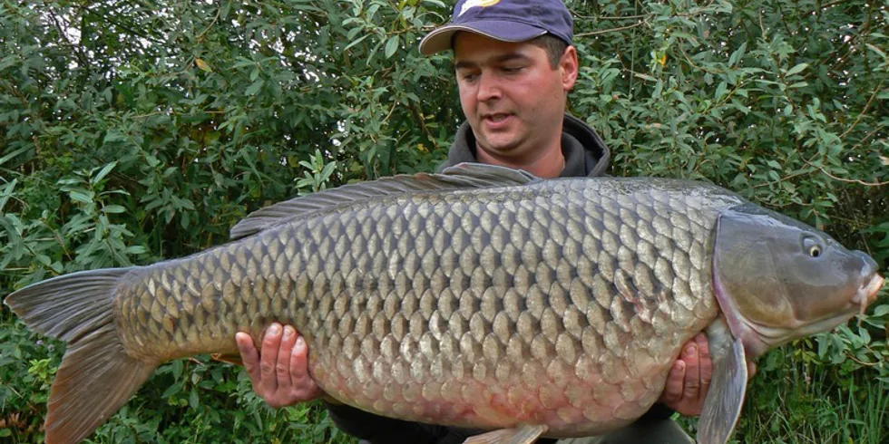 Shimanski a jeho podzimní sklizeň