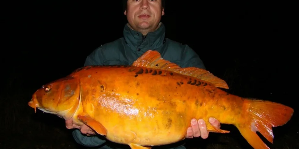 Zlatá rybka a tři přání