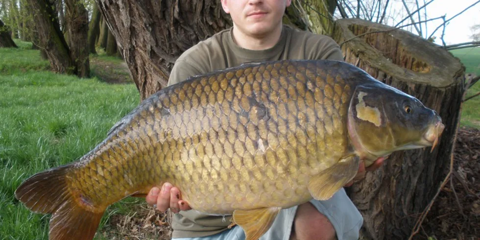 Skvělá série pro Honzu Kořenka... 